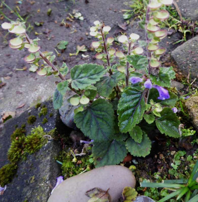 Scutellaria violacea ...   14.6.16 018.jpg