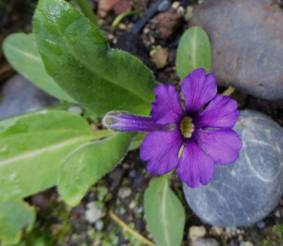 Omphalogramma vinciflora ...   14.6.16 042.jpg