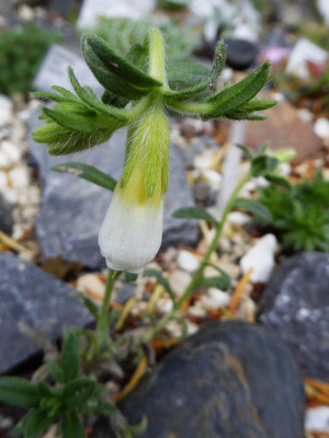 Onosma nanum  ...  15.6.16 009.jpg