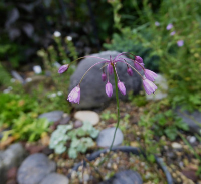Allium tchihatschewii ...   15.6.16 019.jpg
