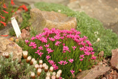 Rhodohypoxis deflexa .JPG
