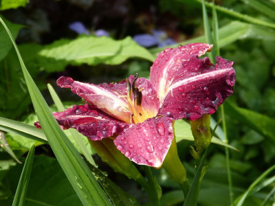 2016-06-15 Hemerocallis 'Strutter's Ball'.jpg