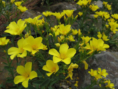IMG_8301_Linum_flavum_Compactum_12Juni2016_.jpg