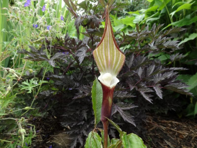 Arisaema sikokianum June 2016.jpg