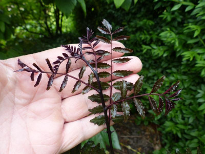 P1010626.JPG