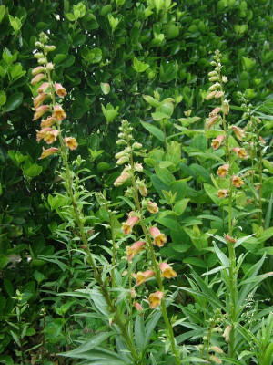 digitalis obscura.JPG