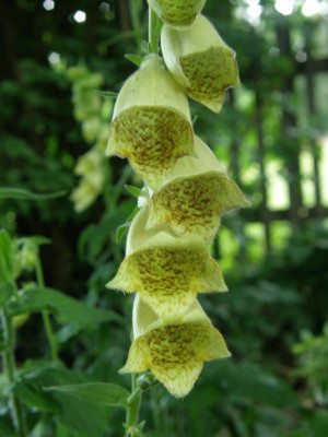 grandiflora.JPG