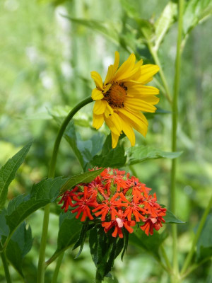 2016-06-16 Gartenimpressionen 1.jpg