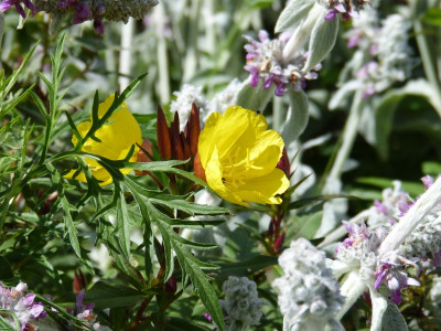 2016-06-16 Gartenimpressionen 2.jpg