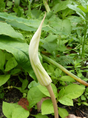 2016-06-16  Arisaema candidissimum 2.jpg