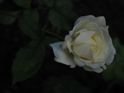 rennerrose16.img.JPG