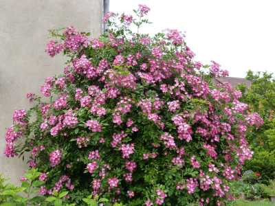 2016-06-16 Rosen 'Mozart'.jpg