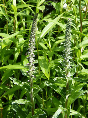 2016-06-16 Digitalis 1.jpg
