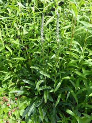 2016-06-16 Digitalis 2.jpg