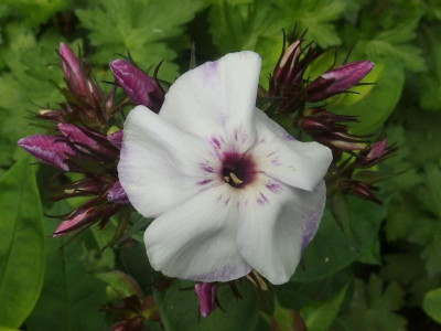 Swizzle Blue_GA_P6261025.JPG