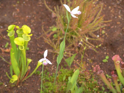Garten 06. 2011 006.jpg