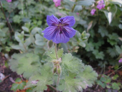 Geranium Turko Slg [1280x768].jpg