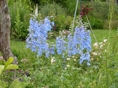 2016-06-16 Delphinium 'Augenweide' 1.jpg