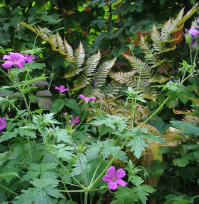 Geranium_und_Farn_1_1.jpg