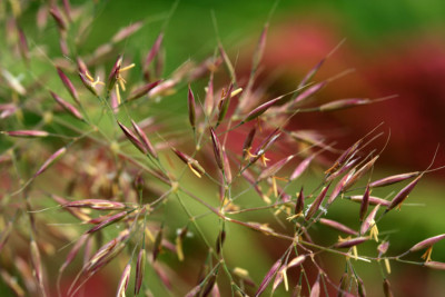 Calamagrostis-brach.-4.jpg