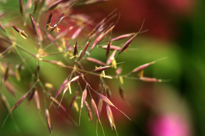 Calamagrostis-brach.-5.jpg