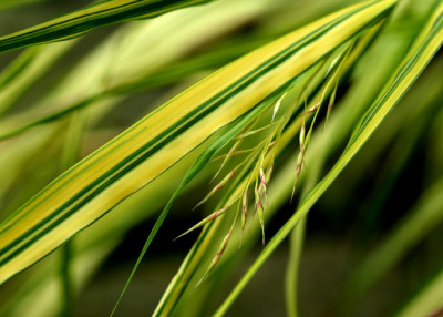 Hakonechloa-mac.-2.jpg