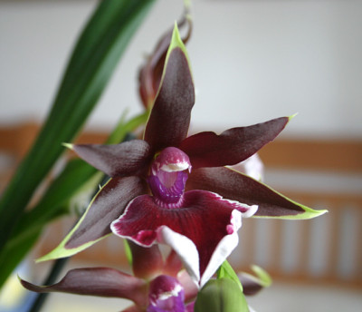 Zygopetalum2210.jpg