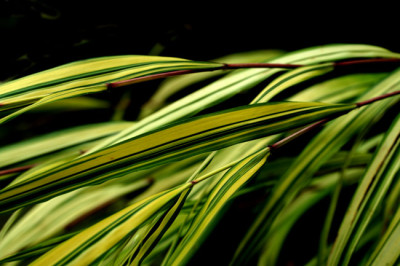 Hakonechloa-mac.-3.jpg
