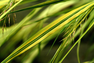 Hakonechloa-macra-Aureola-1.jpg