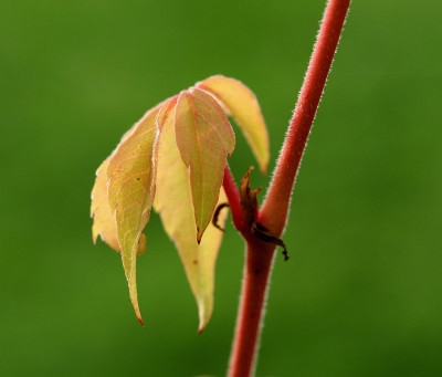 Pathenocissus-1.jpg