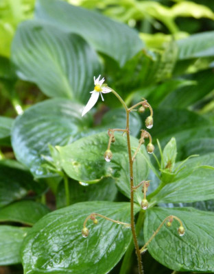 2016-06-17 Saxifraga veitchiana.jpg