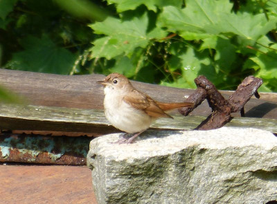 2016-06-17 Gartenvögel Nachtigall 1.jpg