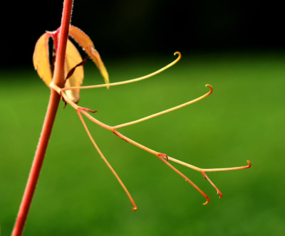 Parthenocissus-3.jpg