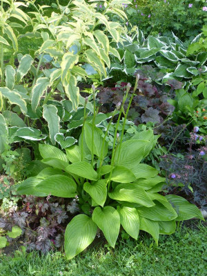 2016-06-16 Hosta 'Heideturm'.jpg