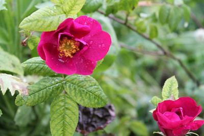 Rose Quatrième Ballade.JPG