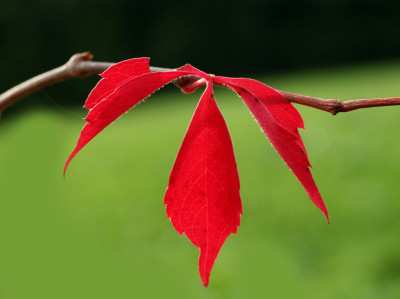 Parthenocissus-7.jpg