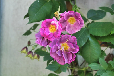 Rose Princess Sibilla de Luxembourg.JPG
