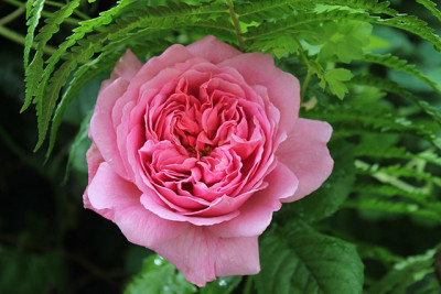 Rose Princess Alexandra of Kent.JPG