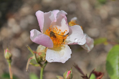 Rose Kathleen.JPG