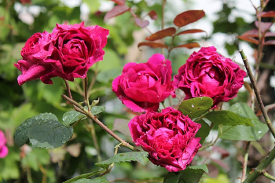 Rose Leopold Rittter.JPG