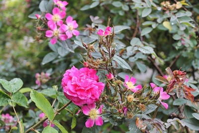 Rosa glauca2.JPG