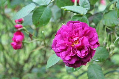 Rose Chianti.JPG