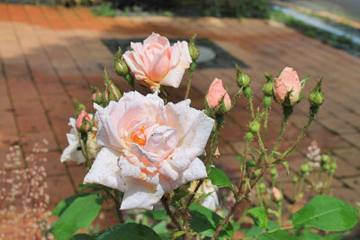Rose Gabriel Noyelle.JPG