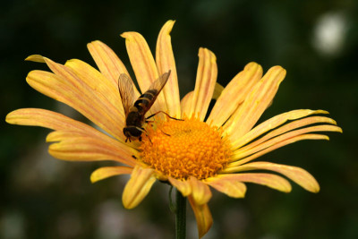 Chrysanth.-gelb-1.jpg