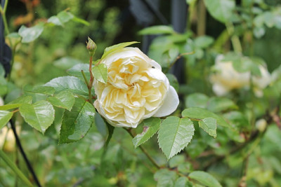 Rose Perpetually Yours.JPG