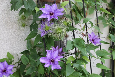 Clematis Königskind.JPG