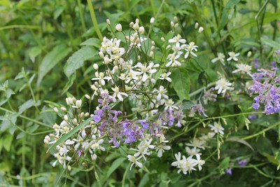 Clematis recta 'Purpurea'.JPG