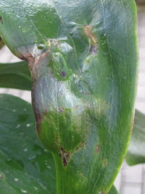 lilium-frost.-Borax-regeneration.jpg