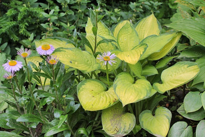 Hosta Gold Standard.JPG