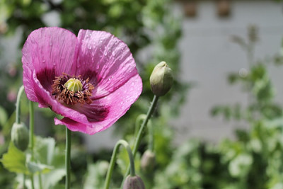 Mohn violett.JPG